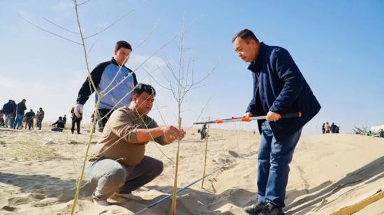 严格按技术要求植树。