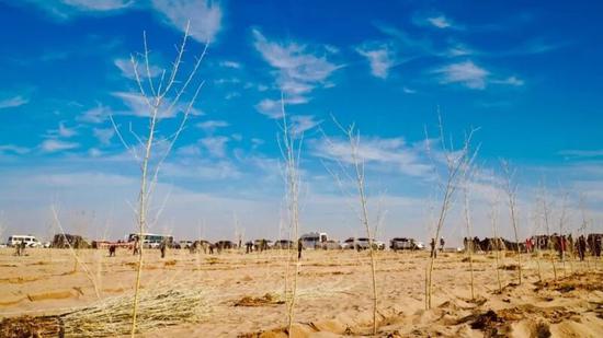 和田县2025年冬季义务植树活动现场。