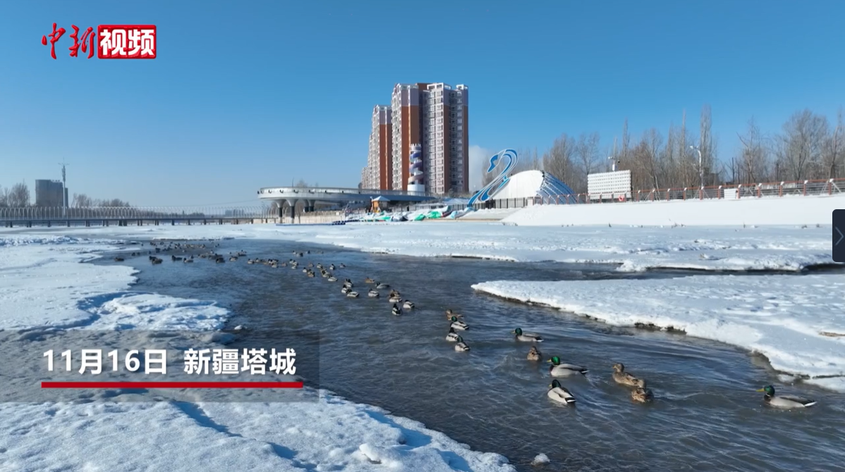 天鹅连续17年飞抵新疆额敏河越冬