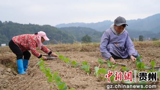 农户们正在种植油菜苗。彭开燚 摄 农户们正在种植油菜苗。彭开燚 摄