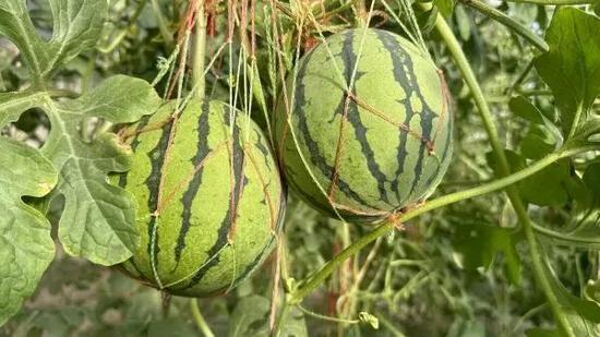 057190494657ef8d2e6b75bf06942a6e