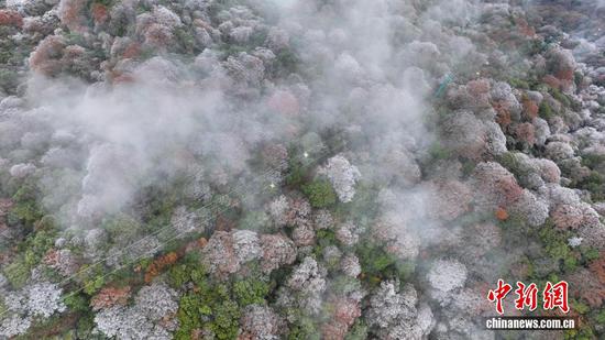 图为在世界自然遗产地梵净山拍摄的雾凇红叶景观。 图为在世界自然遗产地梵净山拍摄的雾凇红叶景观。