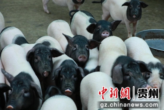 剑河花香猪。杨元红 摄