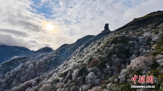 图为在世界自然遗产地梵净山拍摄的雾凇红叶景观。 图为在世界自然遗产地梵净山拍摄的雾凇红叶景观。