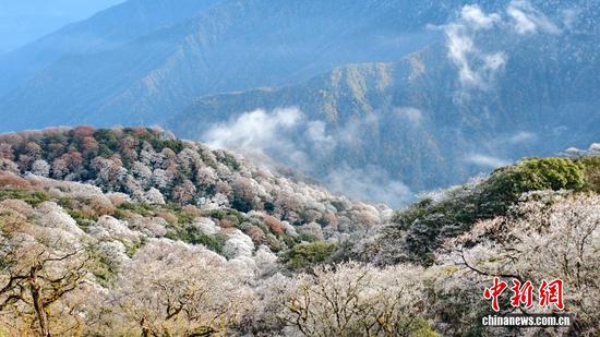 图为在世界自然遗产地梵净山拍摄的雾凇红叶景观。 图为在世界自然遗产地梵净山拍摄的雾凇红叶景观。