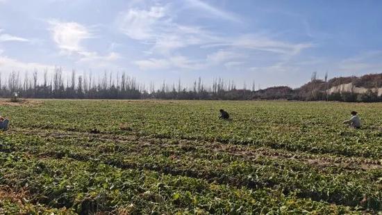 绿满田垄间，恰玛古喜丰收。0