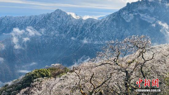 图为在世界自然遗产地梵净山拍摄的雾凇红叶景观。 图为在世界自然遗产地梵净山拍摄的雾凇红叶景观。