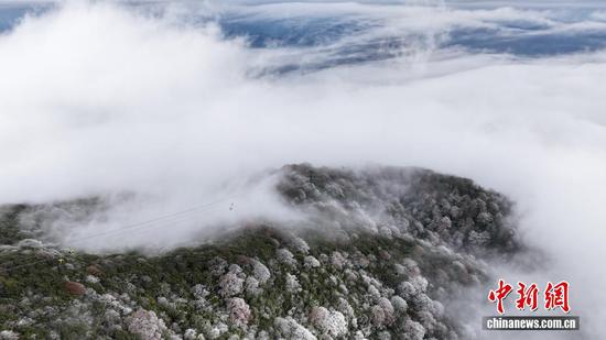 图为在世界自然遗产地梵净山拍摄的雾凇红叶景观。 图为在世界自然遗产地梵净山拍摄的雾凇红叶景观。