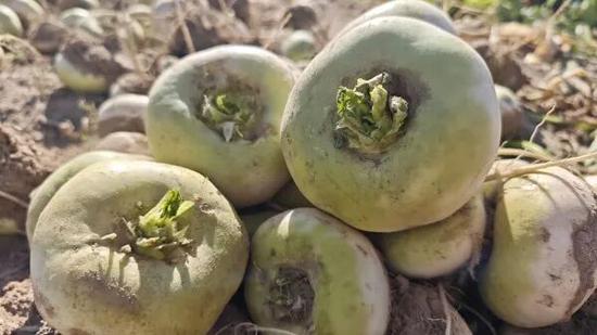 “健康瑰宝”恰玛古。