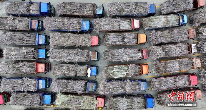 广西柳城县“甜蜜事业”开榨