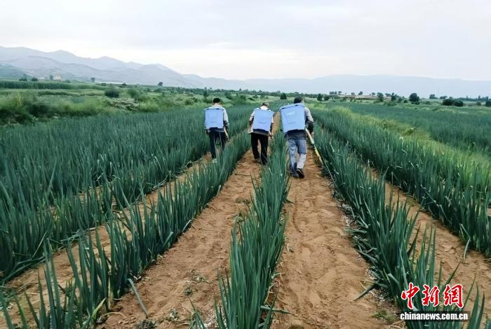 山西大同：“小葱”做成大产业 沙壤土变“致富田”