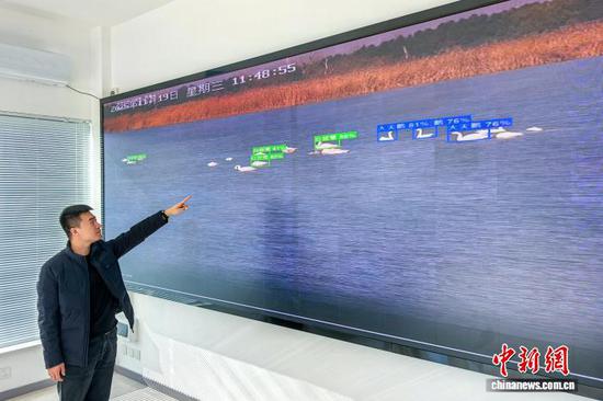 11月19日,在天津七里海国家湿地保护区内,成群候鸟在此停歇补给。如今,这片候鸟驿站迎来了科技守护者——天津生物多样性监测系统,其核心的“鸟脸识别”功能,正以AI之力为湿地保护注入智慧动能。记者 佟郁 摄 11月19日,在天津七里海国家湿地保护区内,成群候鸟在此停歇补给。如今,这片候鸟驿站迎来了科技守护者——天津生物多样性监测系统,其核心的“鸟脸识别”功能,正以AI之力为湿地保护注入智慧动能。记者 佟郁 摄