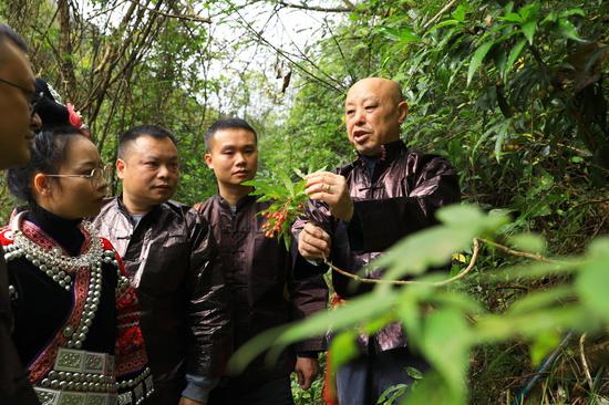 全国基层名老中医药专家杨通煊在教剑河县民族中医院的医生识药。杨洁茹 摄