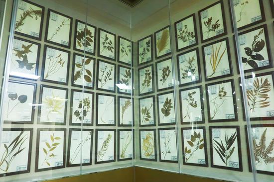 剑河县民族中医院苗侗医药展示厅的中草药标本。杨洁茹 摄