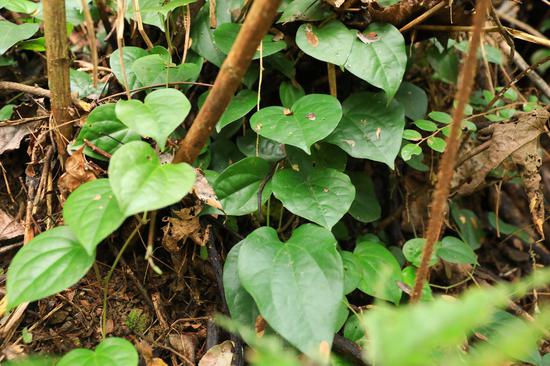 剑河县山林中野生的草药。杨洁茹 摄
