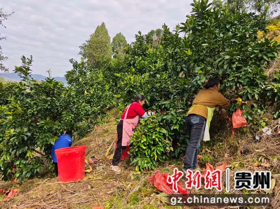 农户们正在仁怀市五马镇鱼孔村蜜柚基地里采收柚子