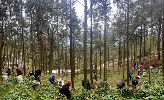 三岔河镇杉林村秀山坪淫羊藿种植基地。谢永恒 摄