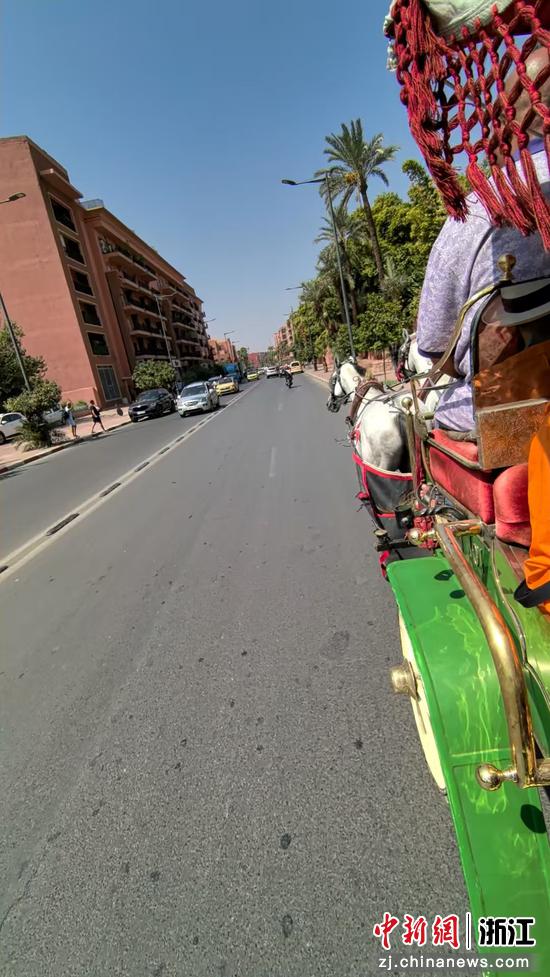 行走中的柏柏尔马车 作者供图