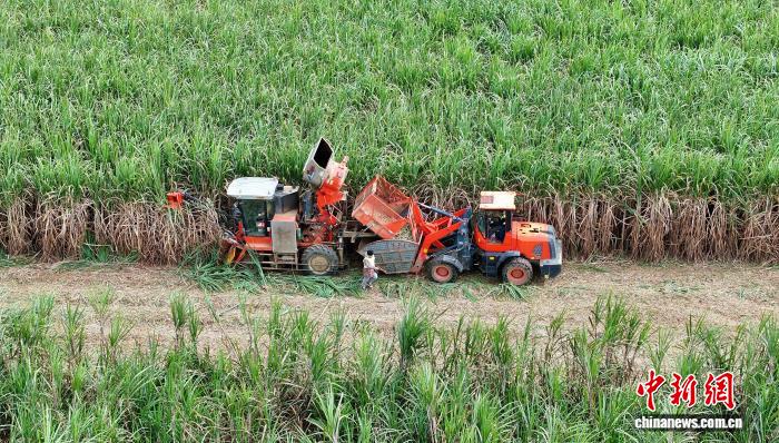 机收助广西柳城“甜蜜事业”收割效率大增