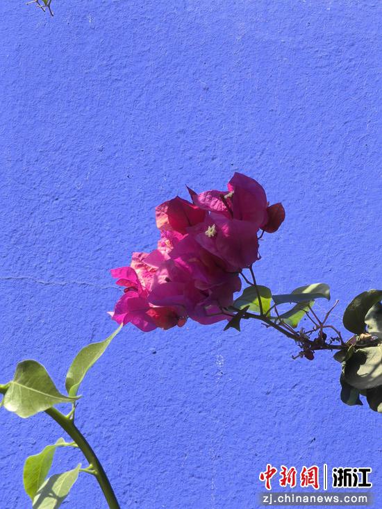 “马若雷勒蓝” 作者供图