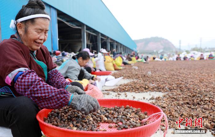 广西三江：油茶铺就增收路