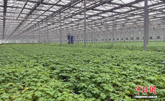 资料图：马铃薯育苗。马勋勇摄