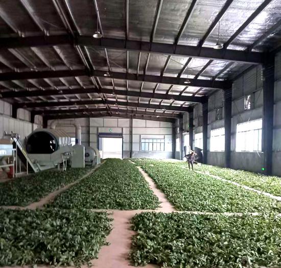 自然摊晾的淫羊藿。谢永恒 摄