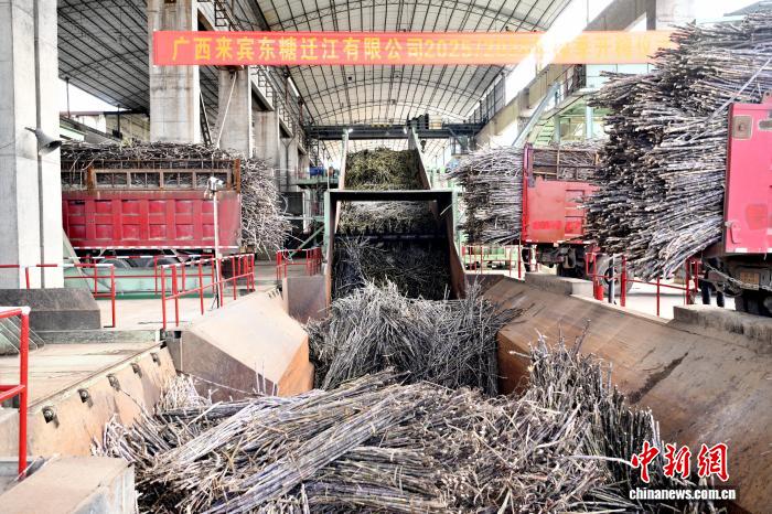 广西来宾糖业2025年综合产值力争突破160亿元