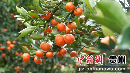 沉甸甸的果实压弯了树丫