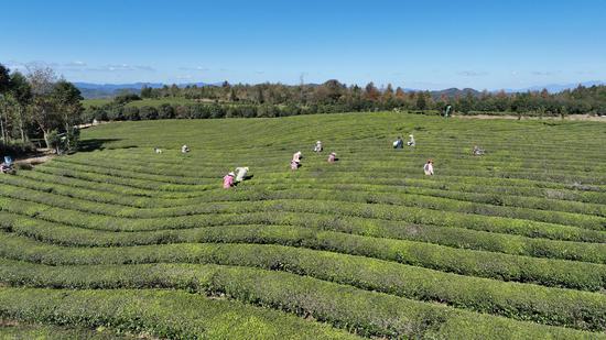 岑巩县天马镇苗落村吴家庵茶园，工人在开展冬季管护工作。吴祥华 摄