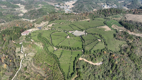 岑巩县天马镇苗落村吴家庵茶园。吴祥华 摄