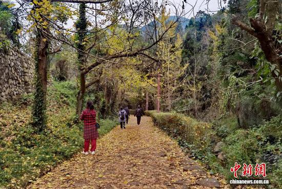 11月21日，游客在贵州省盘州市石桥镇妥乐村游玩拍照。中新社记者 周燕玲 摄