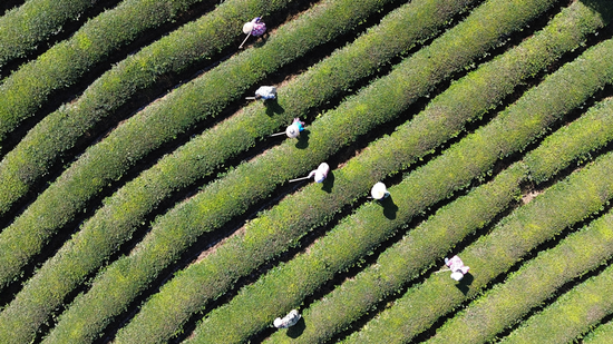 工人在给茶园开沟施肥。 杨豪 摄