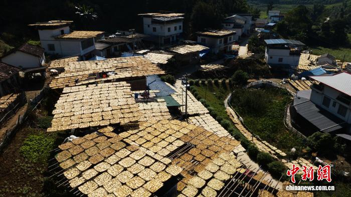 广西田林：初冬晒笋好“丰”景