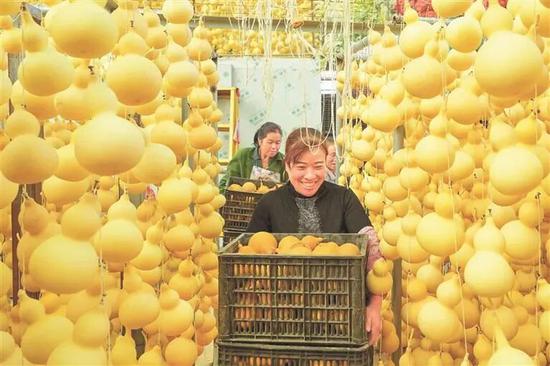 普安农商银行扶持农村产业转型升级，让小葫芦变“金葫芦”