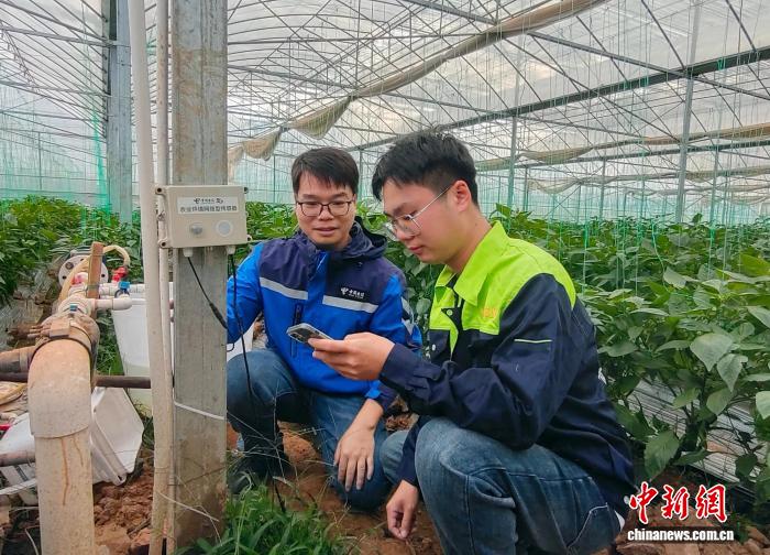 广西南宁：智慧农业“椒”出丰收答卷