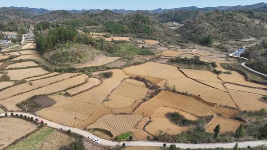 岑巩县天马镇细山村太子参种植基地。吴祥华 摄 岑巩县天马镇细山村太子参种植基地。吴祥华 摄