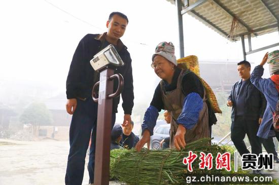 村民和收购人员在给钩藤过秤。杨洁茹 摄