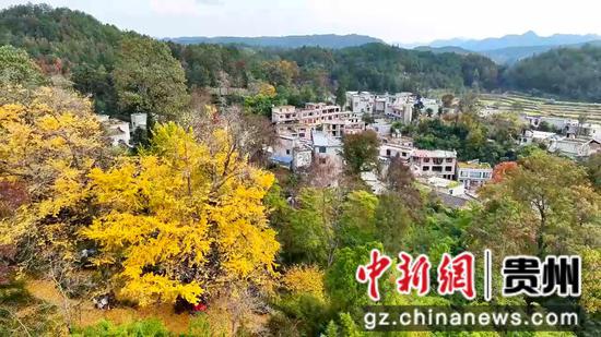 惠水摆金银杏进入最佳观赏期