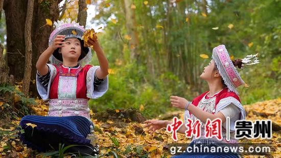 惠水摆金银杏进入最佳观赏期