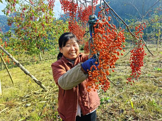 村民正在采摘山桐子 村民正在采摘山桐子