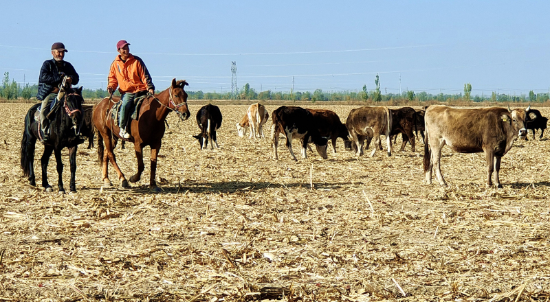 11月17日，秋收后的玉米秸秆地，成了察布查尔县牧民的农区“放牧天堂”。华岩明 摄