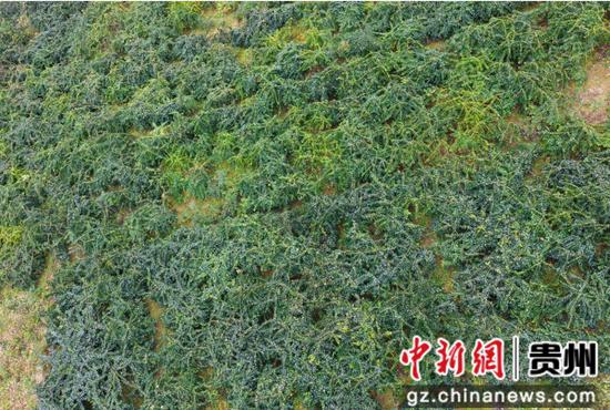 翁王村种植的钩藤。彭开燚 摄