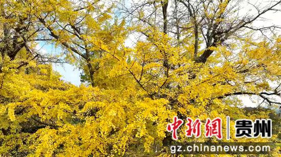 惠水摆金银杏进入最佳观赏期