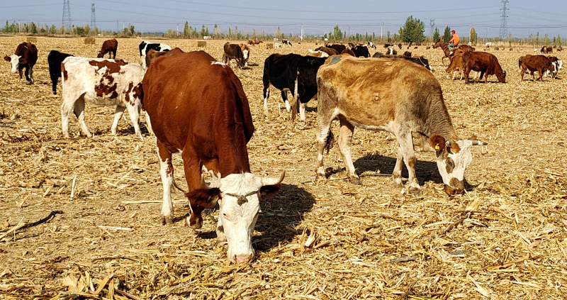 11月17日，察布查尔县牧民赶着牛群在玉米秸秆地放牧。华岩明 摄