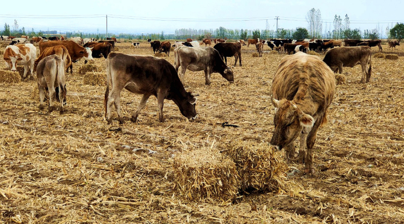 11月17日,牛群在玉米秸秆地悠闲采食饲草。华岩明 摄 11月17日,牛群在玉米秸秆地悠闲采食饲草。华岩明 摄