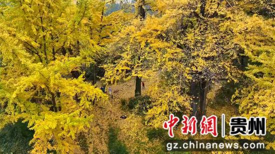 惠水摆金银杏进入最佳观赏期