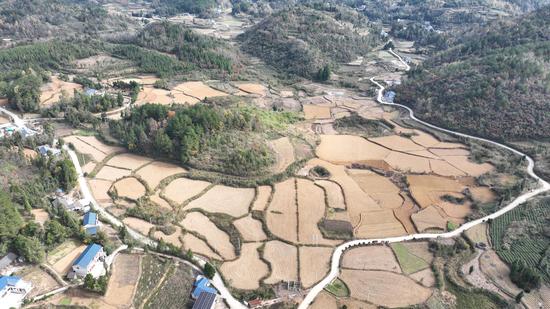 岑巩县天马镇细山村太子参种植基地。吴祥华 摄 岑巩县天马镇细山村太子参种植基地。吴祥华 摄