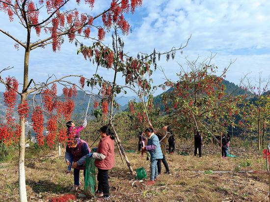 山桐子采摘 山桐子采摘