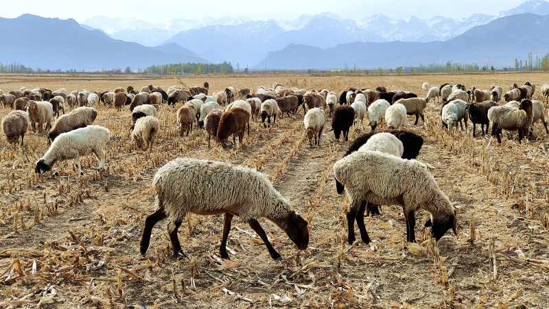 11月17日,羊群在玉米秸秆地津津有味啃食“天然美食”。华岩明 摄 11月17日,羊群在玉米秸秆地津津有味啃食“天然美食”。华岩明 摄